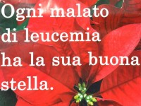 Stella di Natale AIL 2012