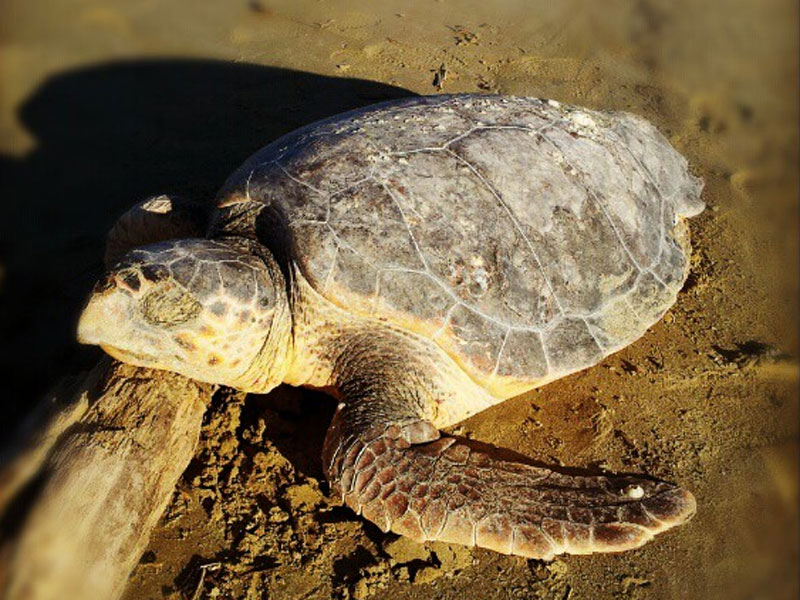 Esemplare di tartaruga marina Caretta Caretta trovata morta a Senigallia