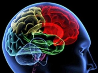 Cervello umano, brain