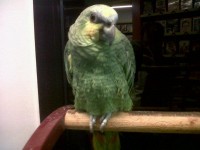Il pappagallo del Videonolo, Giorgio, in una foto recente