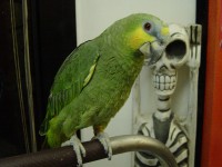 Il pappagallo del Videonolo, Giorgio