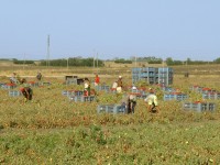Lavoratori immigrati impiegati nell'agricoltura