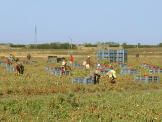 Lavoratori immigrati impiegati nell'agricoltura