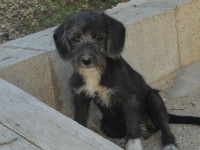 cane, cani, animali, maltrattamento