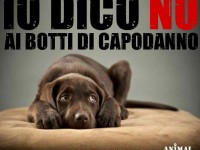 Animal Amnesty contro i botti di capodanno