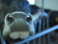 Immagine di una mucca tratta dal documentario "La TransuManza della Pace"