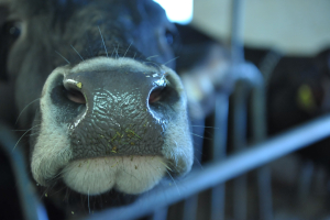 Immagine di una mucca tratta dal documentario "La TransuManza della Pace"