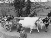 I canti della Pasquella a Roncitelli di Senigallia