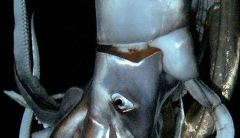 Il Calamaro gigante ripreso dalle telecamere giapponesi