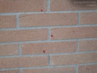 Sangue sul muro esterno del Roxy Bar
