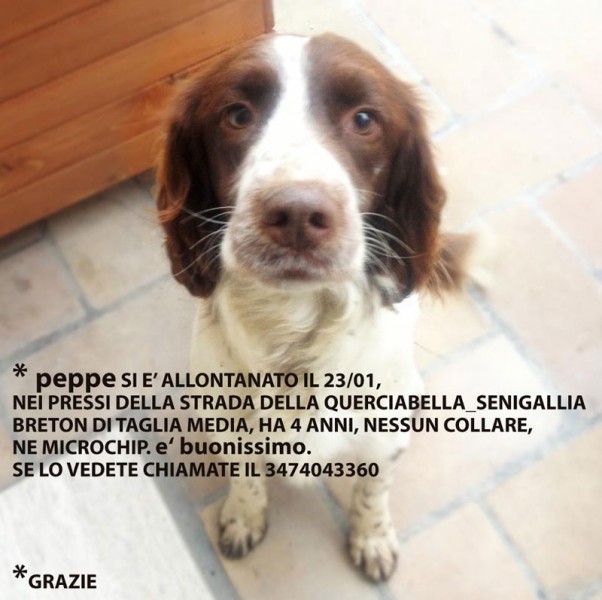 Peppe, cane smarrito su strada della Querciabella a Senigallia