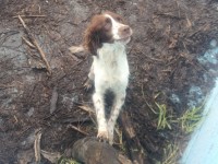 Il cane Peppe al momento del ritrovamento nella piscina vuota