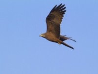 Uccello rapace in volo