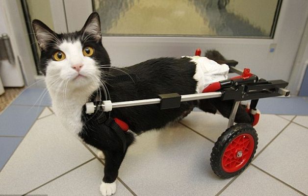 Un Gatto paralizzato alle zampe posteriori