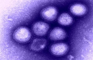 Virus H7N9: singoli casi umani importati in Europa?