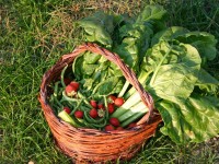 Si torna a coltivare l'orto