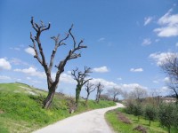 Querce dopo la potatura nell'entroterra senigalliese