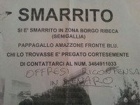 L'annuncio di smarrimento del pappagallo Giorgio