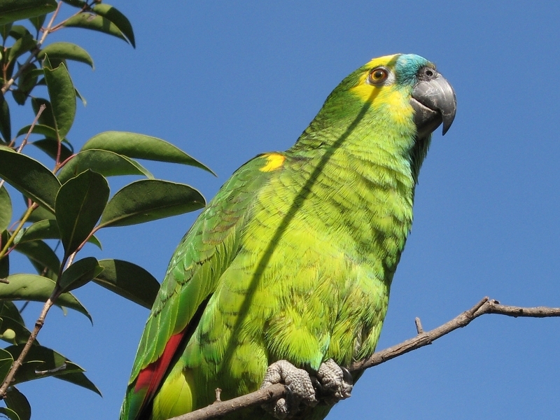 Un esemplare di pappagallo amazzone fronteblu