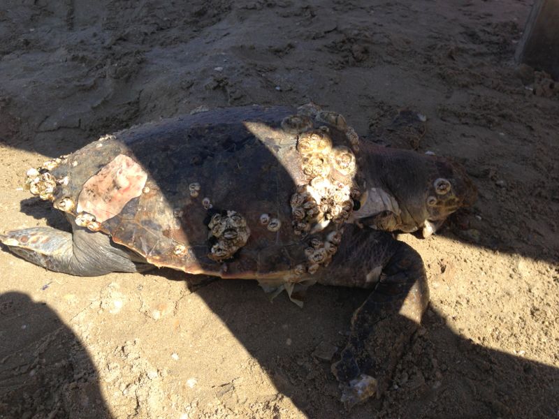 La tartaruga marina trovata morta in spiaggia a Senigallia