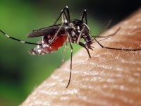 L'Aedes albopictus, meglio nota come Zanzara Tigre
