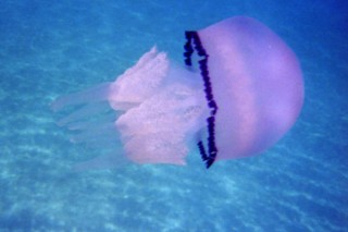 Il Polmone di mare (Rhizostoma pulmo)