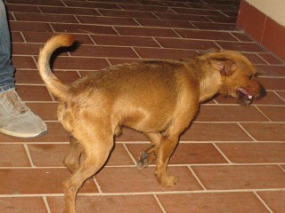 Fatty, il meticcio scomparso da Senigallia