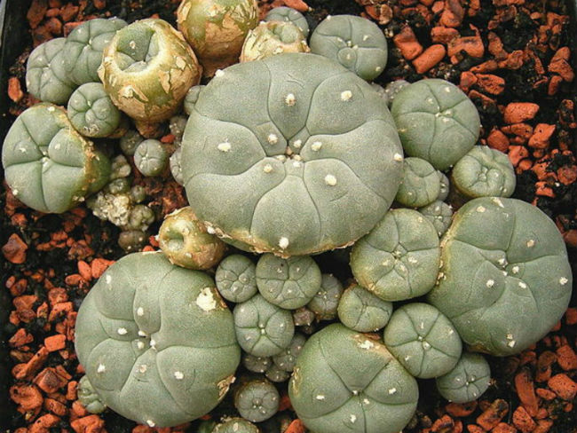Esemplare di Lophophora williamsii, comunemente chiamata Peyote (= pane degli dei)