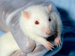 topo, animali, sperimentazione animale, vivisezione, test scientifici sugli animali