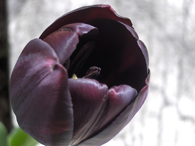 Un tulipano nero
