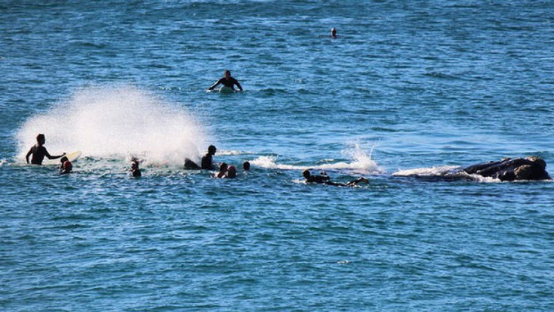 'Incontro' tra una balena ed un surfista