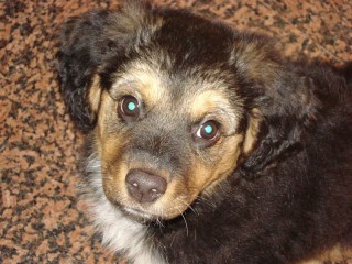 Il cane Kyò, smarrito a Scapezzano di Senigallia