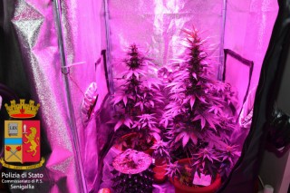 Le piante di marijuana trovate in casa del giovane arrestato