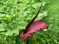 Bellezze paesaggistiche e naturali dopo i lavori di manutenzione pioppeto a fianco del fiume Cesano di Senigallia
