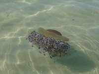 meduse nel mare Adriatico