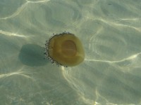 meduse nel mare di Senigallia
