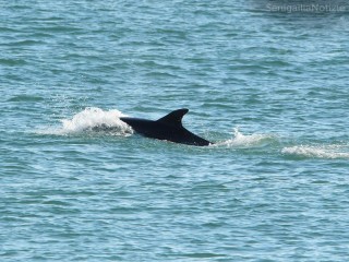 Delfino nelle acque di Senigallia
