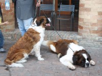 Due esemplari di San Bernardo