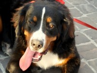 Bovaro del Bernese
