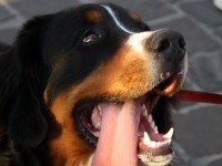 Un Bovaro del Bernese in posa