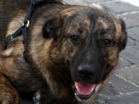 Uno splendido meticcio