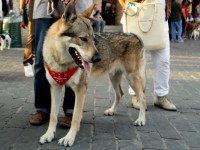 Il cane lupo cecoslovacco (2)