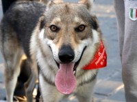 Il cane lupo cecoslovacco