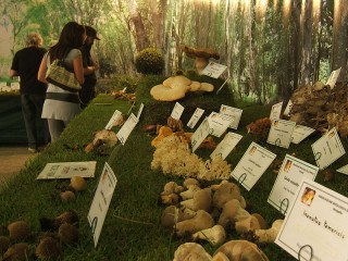 Mostra di funghi a Senigallia