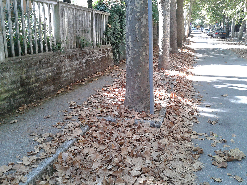 Cadono le foglie in autunno