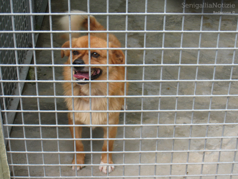 Cani in gabbia: uno degli "ospiti" al canile comunale di Senigallia