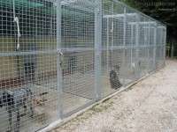 Cani in gabbia: alcuni "ospiti" al canile comunale di Senigallia
