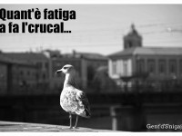 Gent'd'S'nigaja - 'L crucal' (il gabbiano)