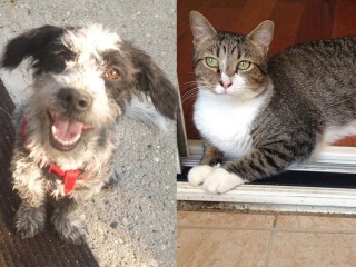Il cane Doge e il gatto Luffy smarriti a Senigallia
