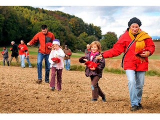 La semina a spaglio, a Serra de' Conti